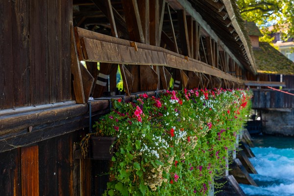 Beautiful Obere Schleuse Bridge in City of Thun with Flowers in a Sunny Summer Day in Thun