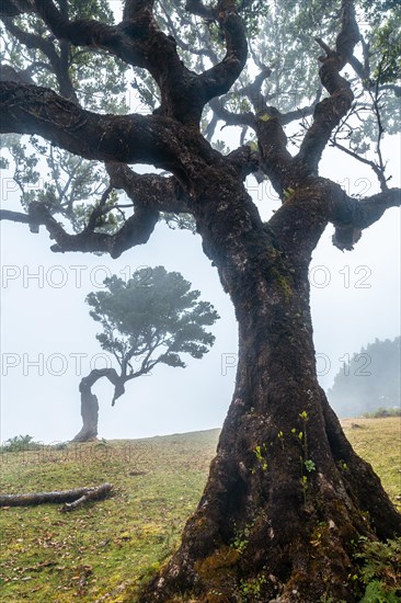 Fanal forest in Madeira