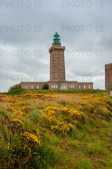 Precious flowers in summer in Phare Du Cap Frehel