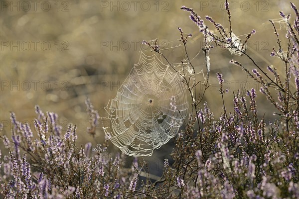 Heathland