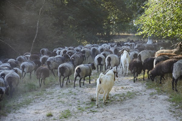 Heidschnucken and Boer goats