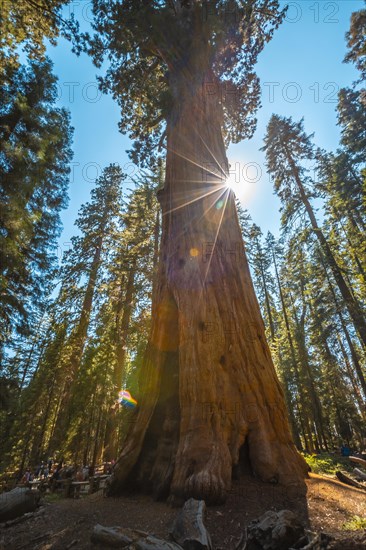 A couple in the giant General Sherman Tree tree in Sequoia National Park