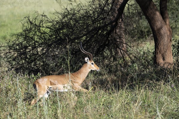 Black heeled antelope