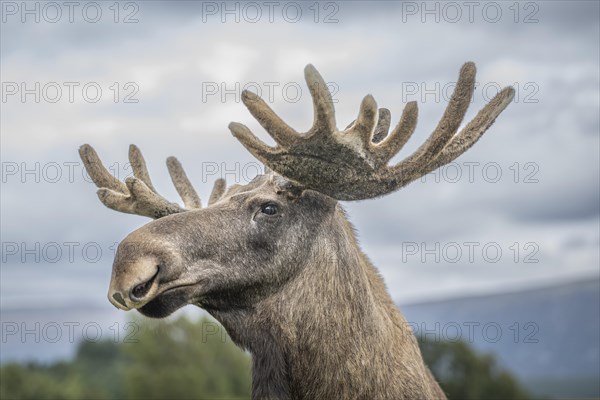 Elk