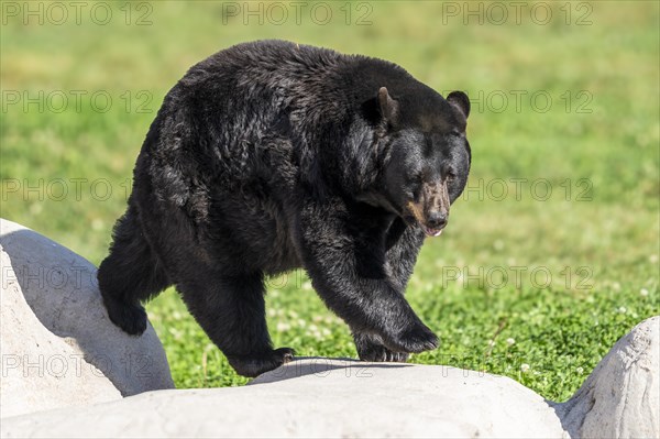 American Black Bear