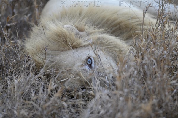 White lion