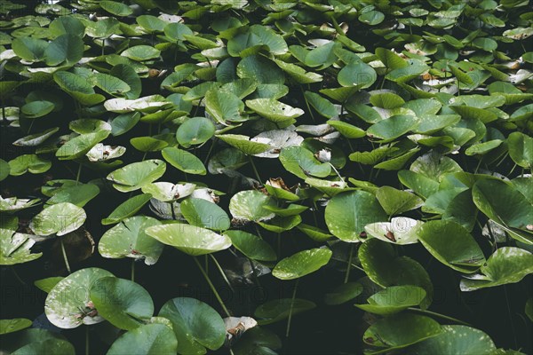 Water lily petals