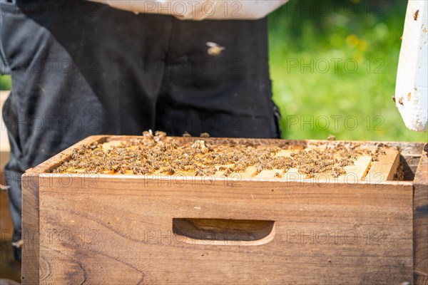 Bee boxes at the beekeeper