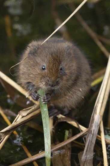 Water vole