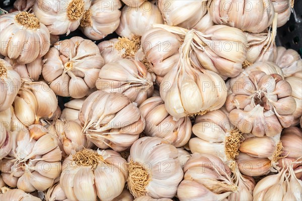Garlic at the Farmers Market in the Madeira city of Funchal. Portugal
