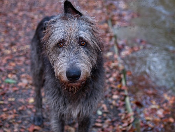 Irish Wolfhound