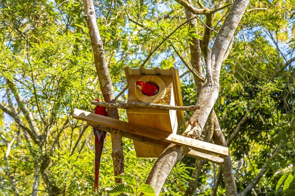 A house of red macaws in Copan Ruinas. Honduras