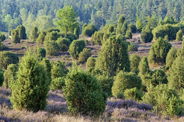 Heathland