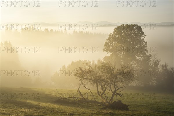 Autumn landscape in the morning in the fog near Isny in Allgaeu. A meadow and trees