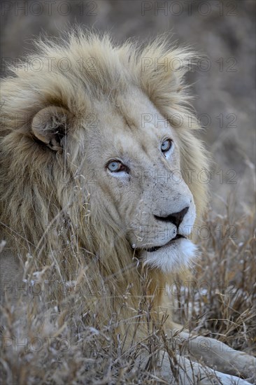 Portrait of a white lion