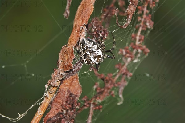 European garden spider