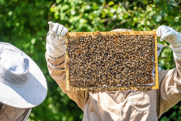 Bee boxes at the beekeeper