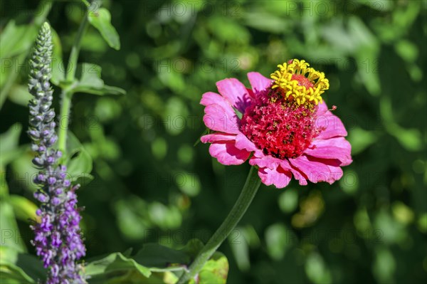 Zinnia