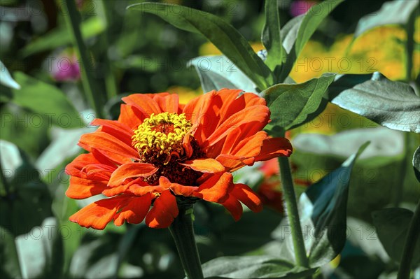 Zinnia