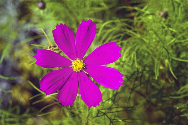 Mexican aster