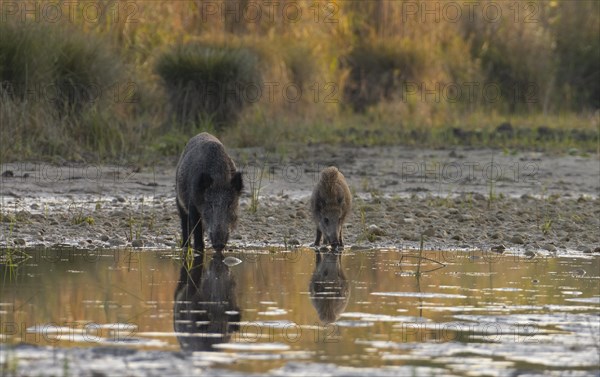 Wild boars