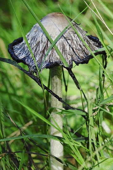 Shaggy ink cap