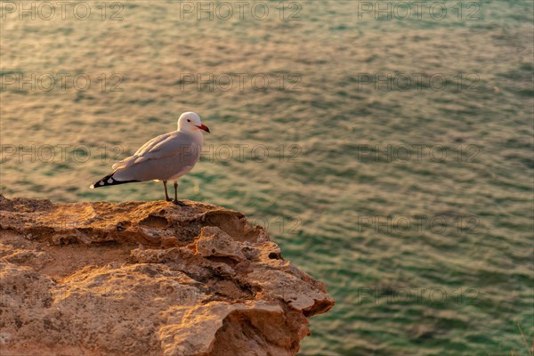 A seagull at sunset in Cala Comte beach on the island of Ibiza. Balearic