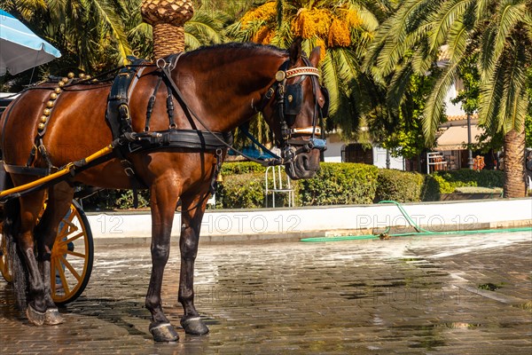 Horse-drawn carriages in the municipality of Mijas in Malaga. Andalusia