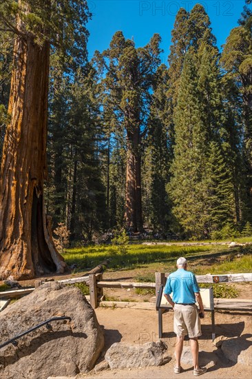 An older man looking at the General Grant Tree in Sequoia National Park
