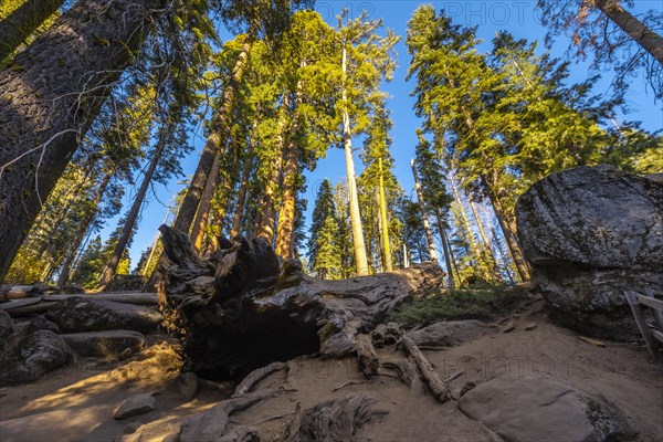 A young man walking on top of a dead tree in Sequoia National Park