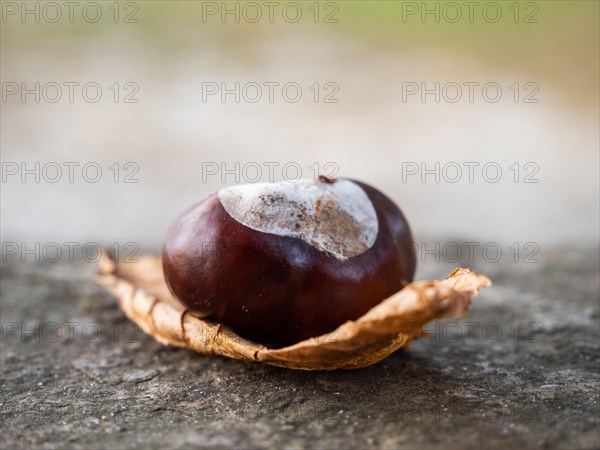 Chestnut tree