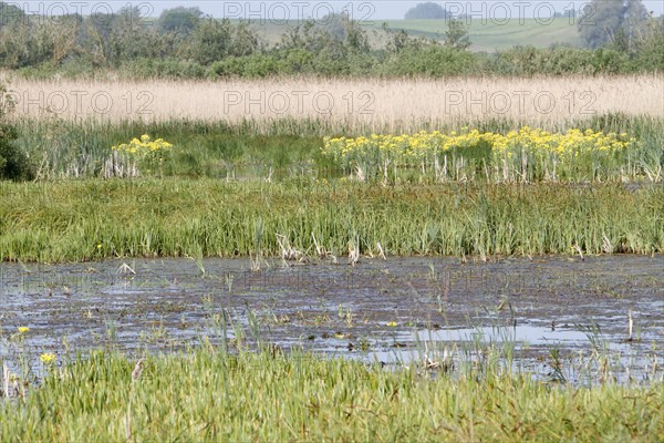 Wetland biotope