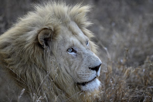 Portrait of a white lion