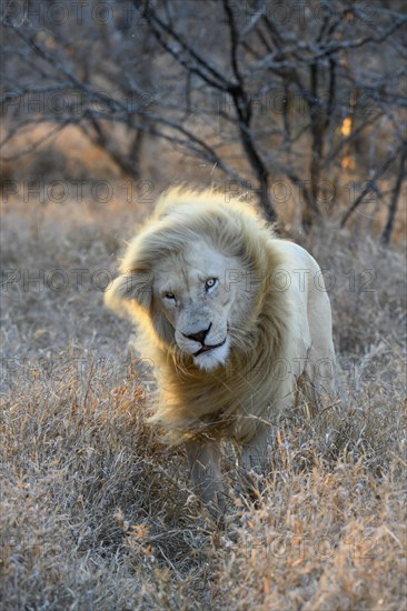 White lion