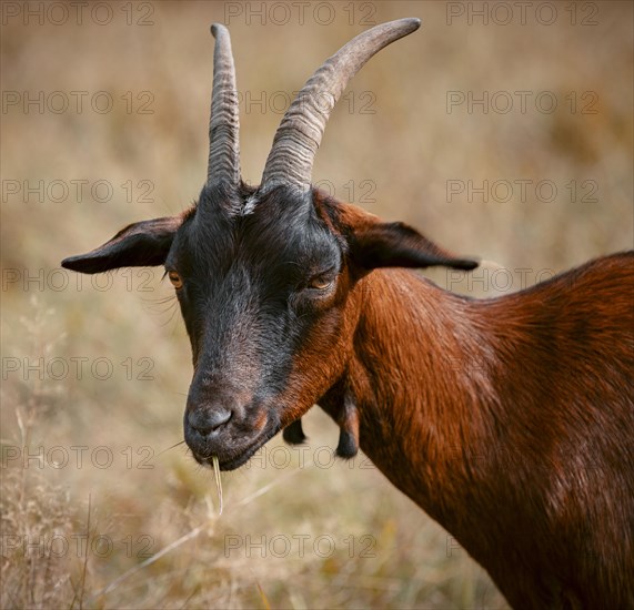 Brown goat with blade of grass in mouth