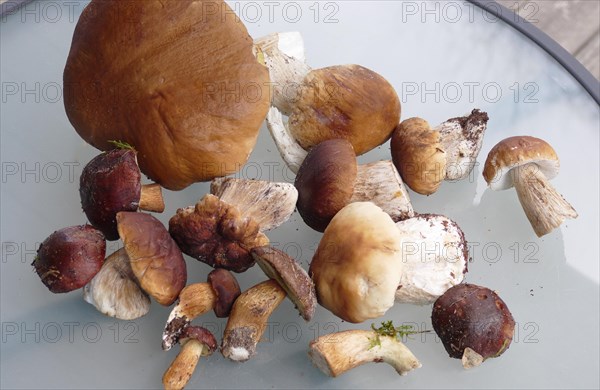 Porcini mushrooms