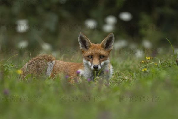 Red fox