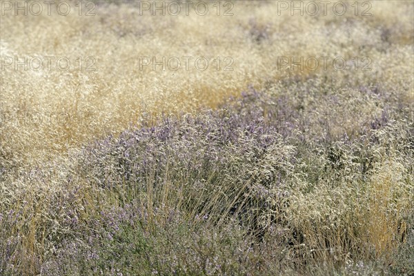 Heathland