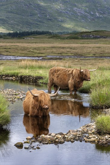 Scottish Highland Cattle