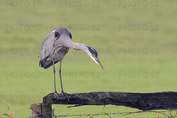 Grey heron