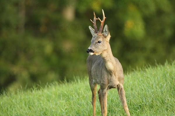 Roe deer