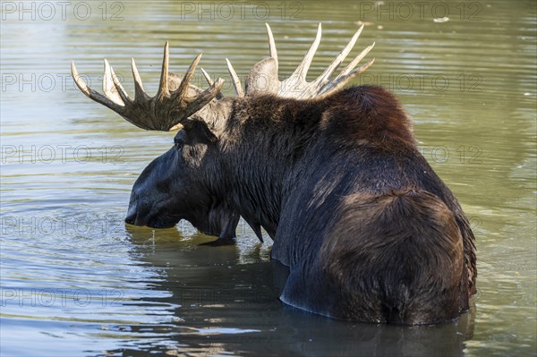 European elk