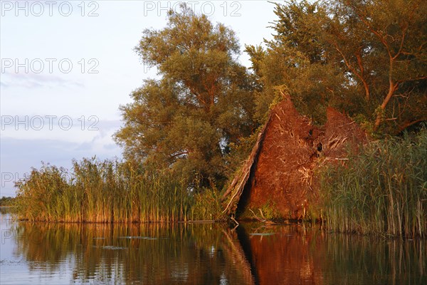 Root ball of a fallen tree