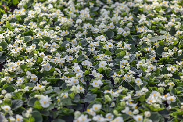 Flowering begonias