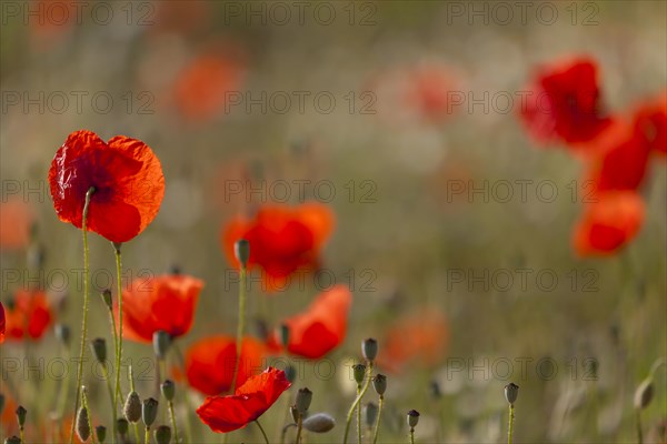 Poppy flowers