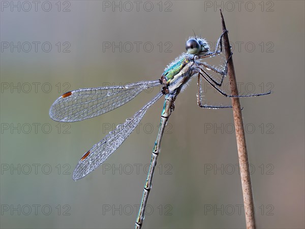 Emerald damselfly