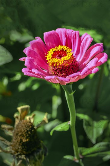 Zinnia