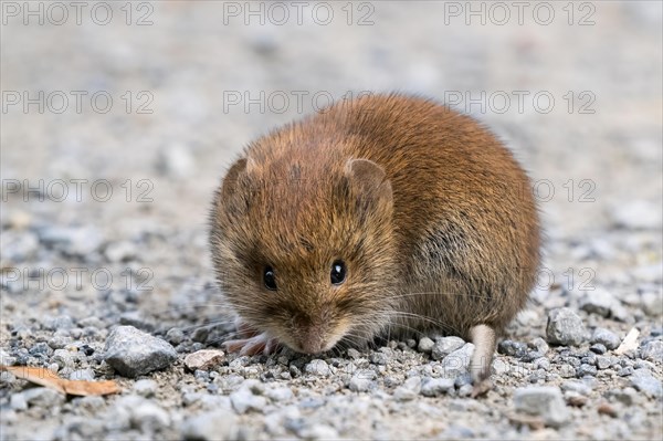 Bank vole