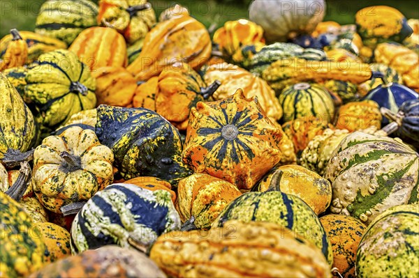 Colourful ornamental pumpkins in autumn