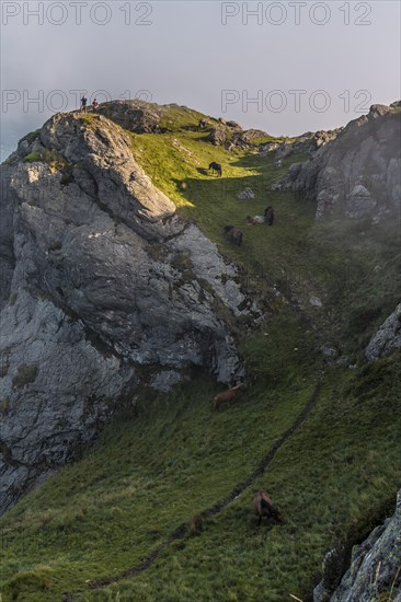 A family of horses on the cloudy summit of Penas de Aya or also called Aiako Harria at dawn